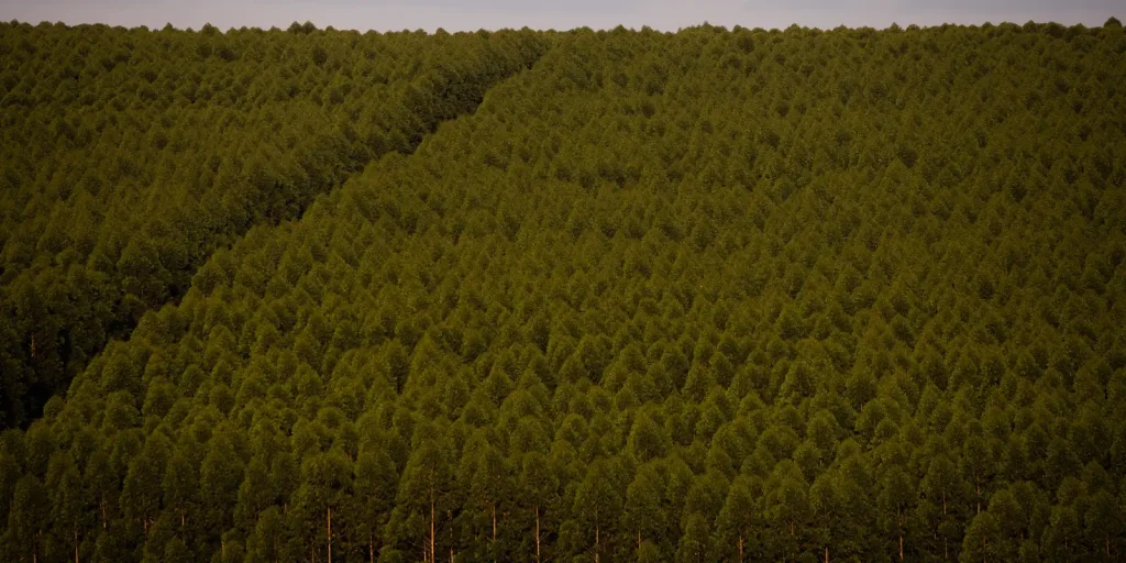 expedicao-silvicultura-coleta-informacoes-sobre-plantacoes-florestais