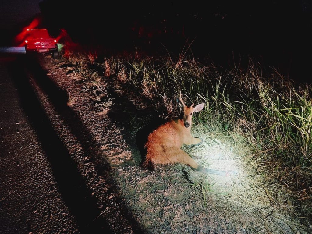 policia-ambiental-resgata-cervo-do-pantanal-atropelado-em-estrada-vicinal-em-panorama