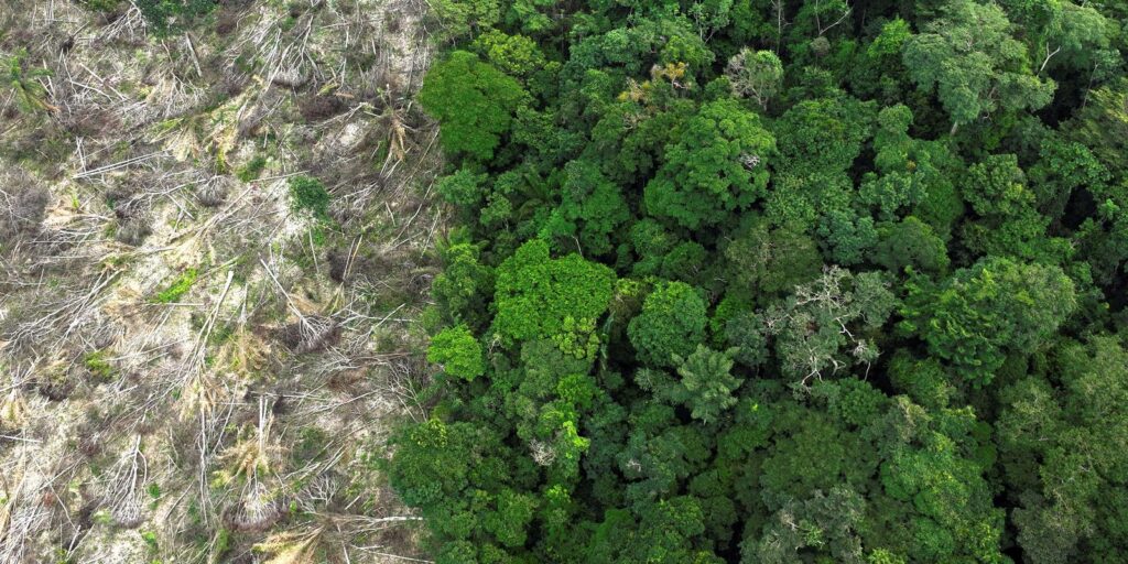 mundo-reduz-em-mais-de-um-terco-perda-de-florestas-tropicais